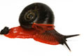 Platymma tweediei Malaysia semiadult